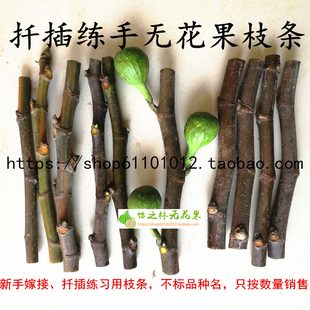 新手练习嫁接扦插用 随机混搭盲盒无花果枝条不标品种名只标数量