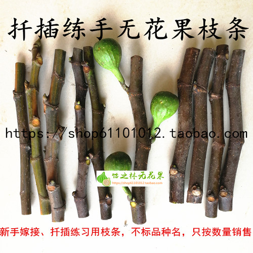 无花果混搭枝条品种扦插