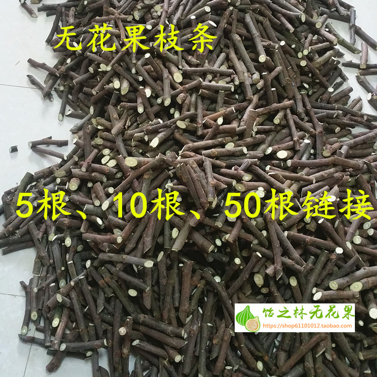 芭劳奈 b110 黑使 日马达 小波 5根 10根 50根扦插嫁接无花果枝条