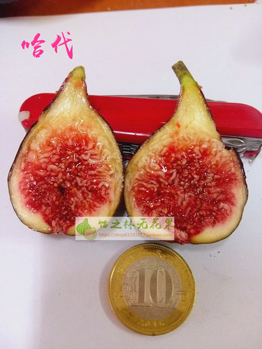 饴之林耐寒芝加哥哈代无花果树苗