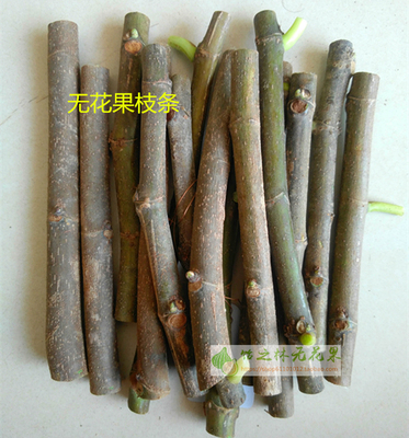 芭劳奈饴之林无花果法紫波尔多