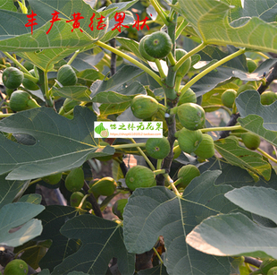 丰产黄 亚当 丽莎 杜鲁 安金 美黄 华丽多品种盆栽地栽无花果树苗