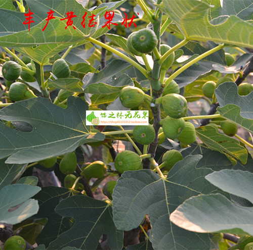 丰产亚当丽莎杜鲁安金无花果盆栽