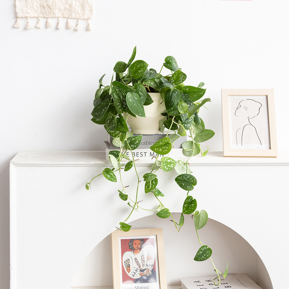 小叶银斑葛盆栽花叶绿萝常绿植物室内桌面垂吊长藤观叶植物吸甲醛