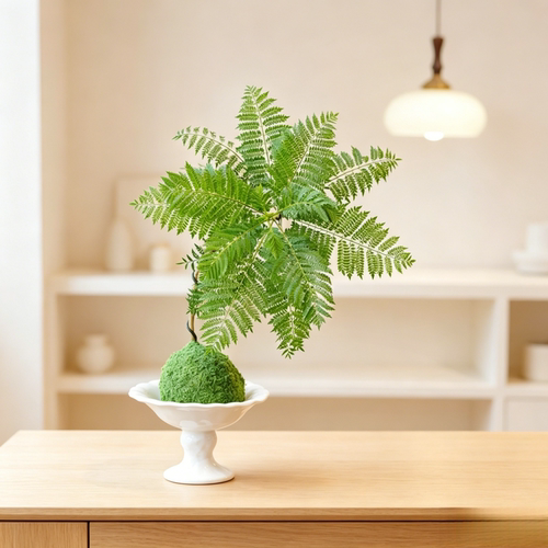 蓝花楹苔藓球盆栽室内客厅玄关茶桌面好养活水培绿植花卉植物摆件