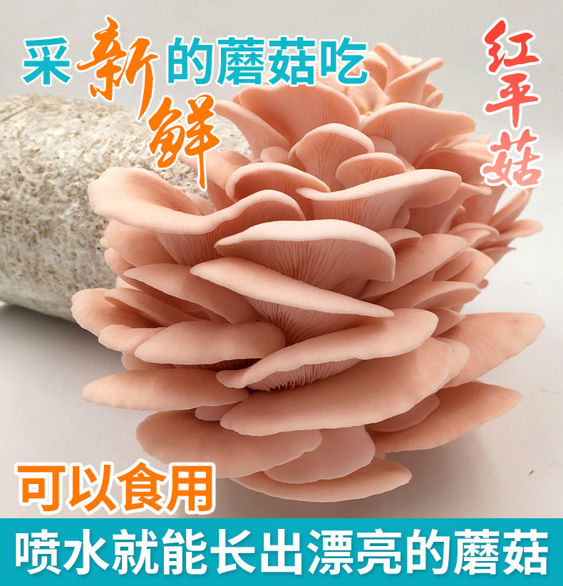 菇婆婆 红平菇蘑菇食用菌种包菌棒玫瑰菇家庭阳台蘑菇种植菌包