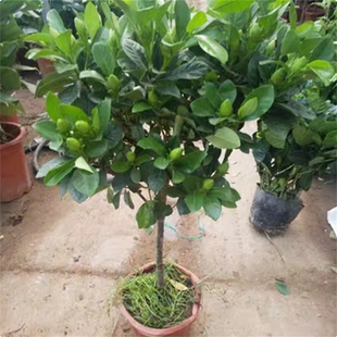 老桩大叶栀子花大树苗大棵枝枝花浓香型四季独杆牡丹室外庭院子花