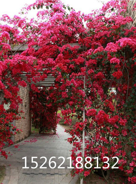 盆栽地栽巴西红色三角梅树苗庭院攀援花卉绿植物重瓣大苗三角梅