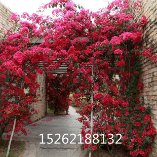 盆栽地栽巴西红色三角梅树苗庭院攀援花卉绿植物重瓣大苗三角梅