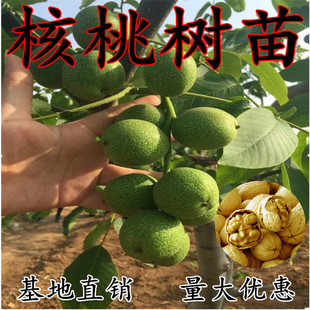 核桃苗纸皮薄皮核桃树苗南方北方盆栽地栽嫁接苗8518红仁香核桃