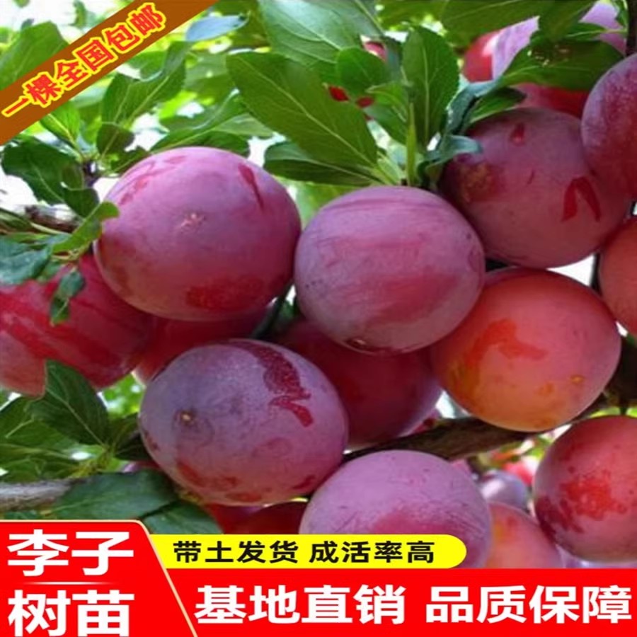特大美人醉李子树苗脱骨李蜂糖李冰糖李清脆李脆红李盆栽地栽包邮