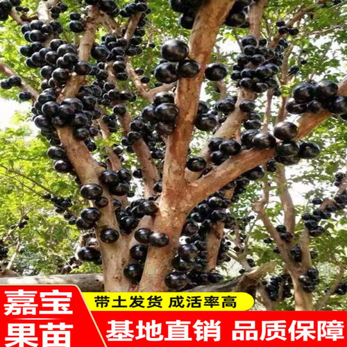 嘉宝树葡萄正宗台湾沙巴四季南北