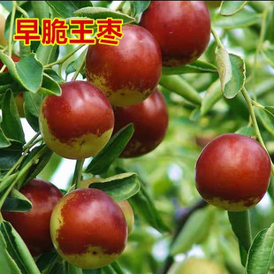 枣苗树苗早脆王特大当年结果嫁接苗软冬枣地栽枣树活苗果树苗果