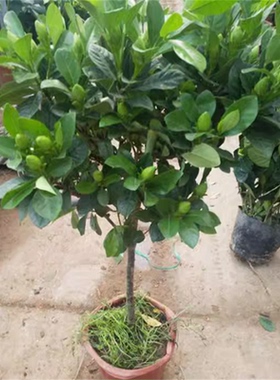 老桩大叶栀子花大树苗大棵枝枝花浓香型四季独杆牡丹室外庭院子花