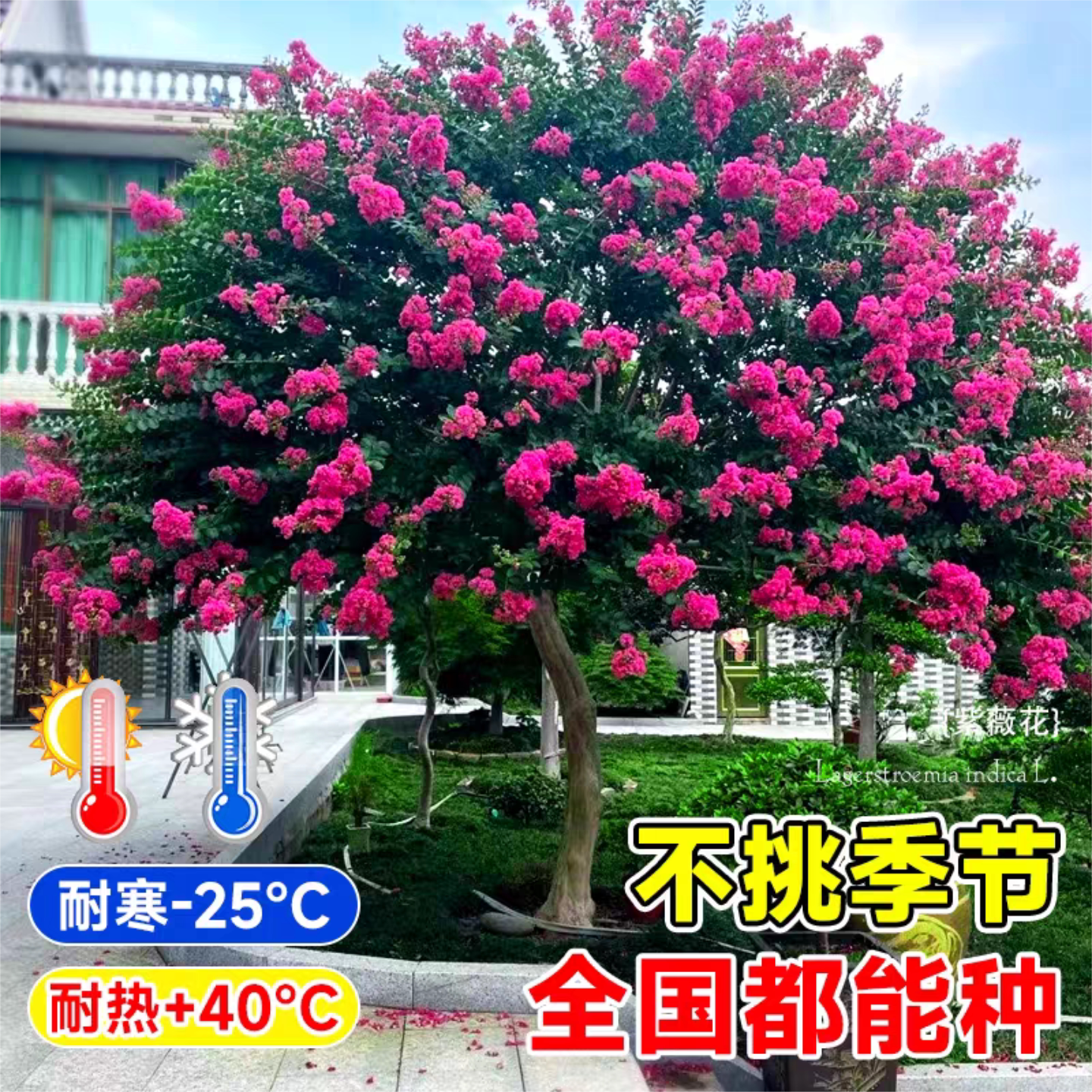 紫薇花树苗盆栽耐寒耐热当年开花