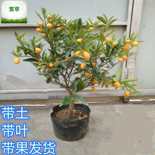 盆栽金桔苗带果橘子树苗室内外阳台庭院食用羊奶小金桔果树苗地
