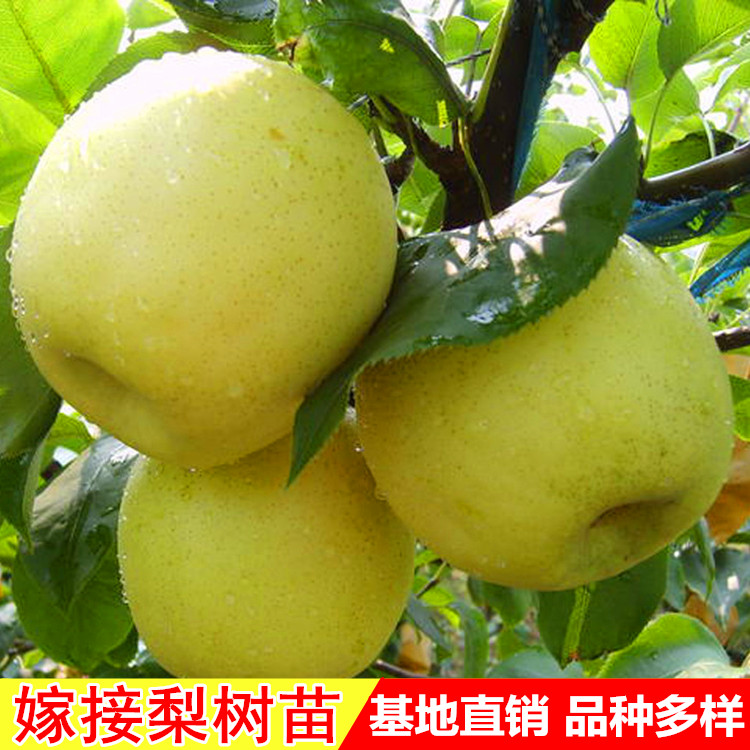 梨树果苗特大当年盆栽