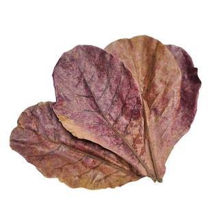 榄仁叶斗鱼懒人叶鱼缸降酸PH值调节剂水族液态乌龟橄榄叶茶包低