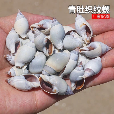 青肚织纹螺 鱼缸造景装饰天然贝壳海螺DIY手工画材料寄居蟹替换壳