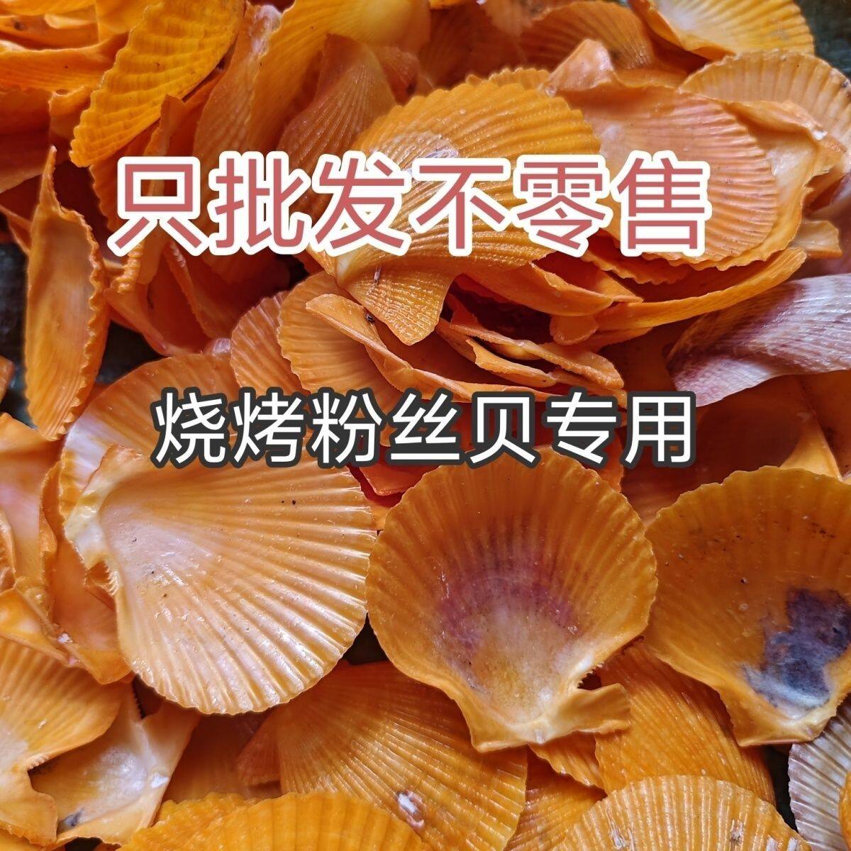 一斤装天然贝壳厂家销售天然黄扇贝5-8cm粉丝扇贝贝壳DIY原料批发