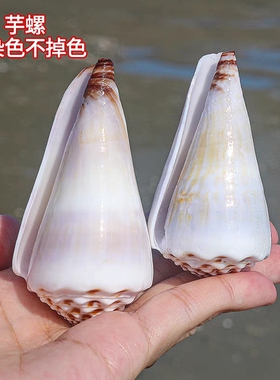 芋螺稀有收藏标本鱼缸造景水族家居装饰摆件好看天然海螺贝壳少女