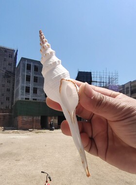 10-14厘米白色长旋螺小白旋螺收藏标本螺天然贝壳海螺地中海装饰