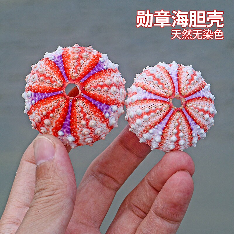 勋章海胆天然海螺贝壳稀有收藏标本家居创意空气凤梨盆栽摆件包邮