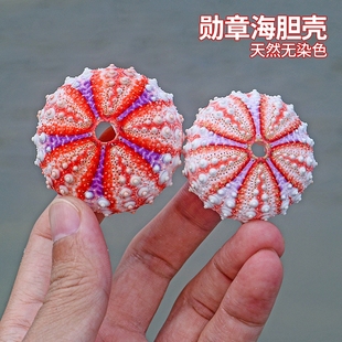 勋章海胆天然海螺贝壳稀有收藏标本家居创意空气凤梨盆栽摆件包邮