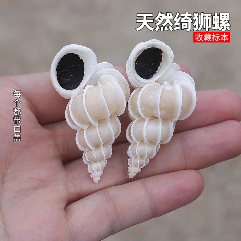 绮狮螺 世界名螺天然稀有海螺贝壳收藏标本螺配口盖家居装饰摆件