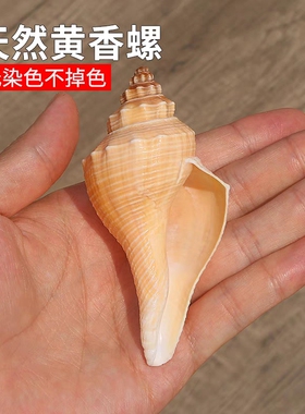 听海声黄色长香螺火炬长旋号角供佛天然海螺贝壳鱼缸造景家居收藏