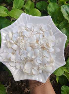 天然贝壳海螺蛤蜊扇贝壳椰子贝鸟尾蛤鱼缸地台橱窗摆件贴墙ID手工