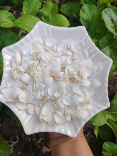 天然贝壳海螺蛤蜊扇贝壳椰子贝鸟尾蛤鱼缸地台橱窗摆件贴墙ID手工