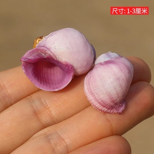 紫口珊瑚螺天然小海螺贝壳稀有收藏标本鱼缸装 饰岩螺寄居蟹替换壳