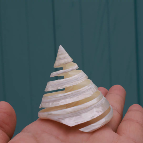 天然大贝壳海螺摆件旋梯白塔螺荧光螺绿塔螺收藏水族装饰