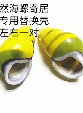 天然海螺贝壳黄色左旋螺鱼缸造景收藏标本右旋螺寄居蟹房子替换壳