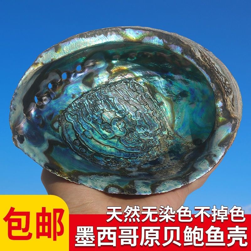 鲍鱼壳天然贝壳大海螺创意家居装饰摆件鱼缸造景标本烧鼠尾草容器