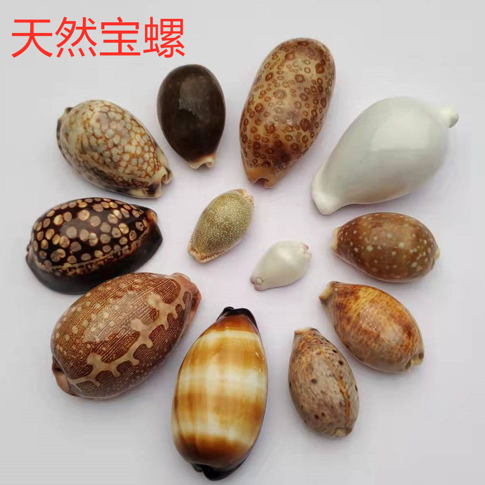 满额包邮天然宝螺贝壳花鹿浮标金星疙瘩初雪玉女红花收藏摆件装饰