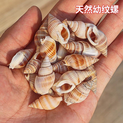 天然小海螺贝壳幼纹螺鱼缸造景水族装饰DIY手工微观景材料织纹螺