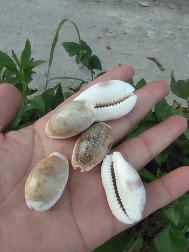 腰斑宝螺天然稀有海螺贝壳宝螺标本鱼缸水族造景装饰地中海家居收