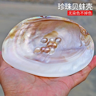天然珍珠蚌壳 带珍珠大母贝壳 淡水贝壳工艺品 创意摆件鱼缸装饰
