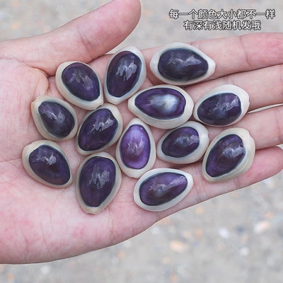 天然小海螺贝壳白边紫宝螺稀有收藏级标本螺橱窗设计装饰创意礼物