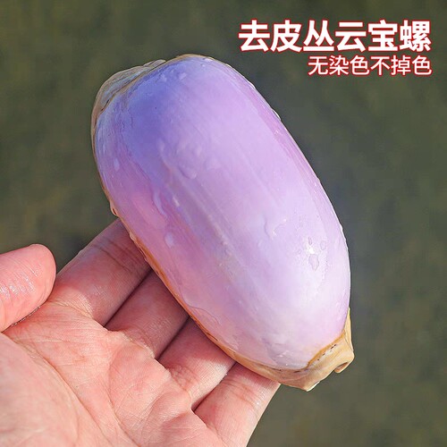 天然海螺贝壳丛云宝螺稀有精品收藏标本螺创意白紫宝螺生日礼物