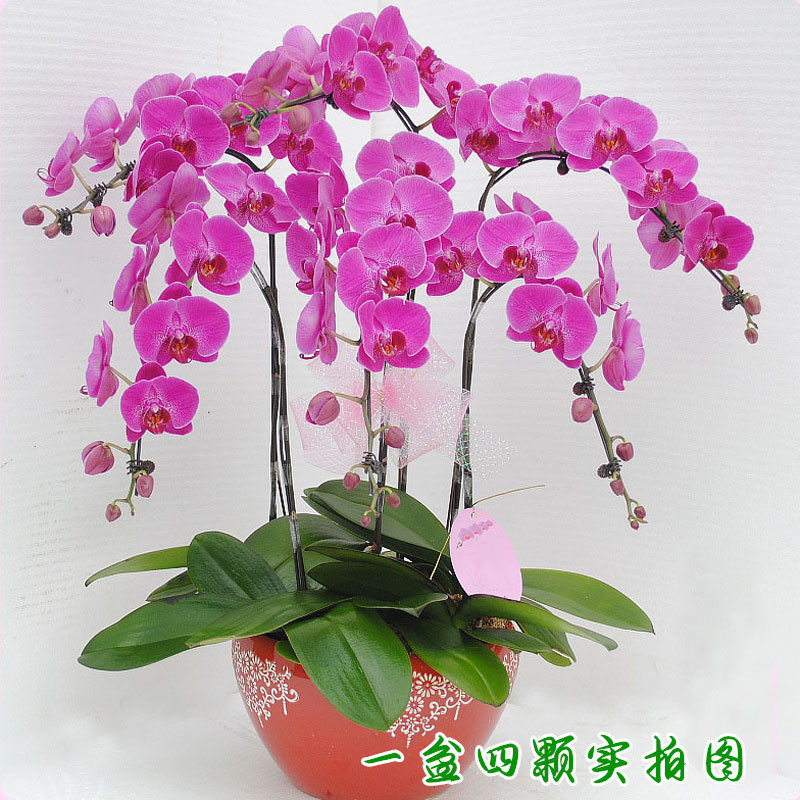 蝴蝶兰花苗带花剑花苞室内花草盆栽绿植植物君子兰苗当年开花苗