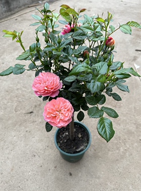 直播专用 天天特价新品欧月棒棒糖月季花 果汁阳台 多色树桩月季