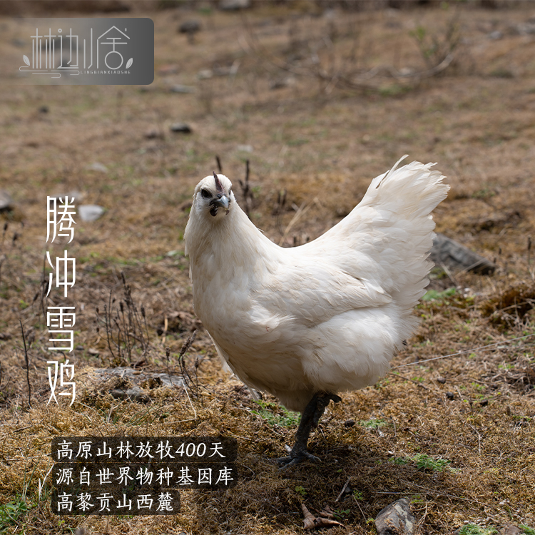 林边小舍1年腾冲雪鸡母鸡高原山林放养生态跑山鸡月子白羽乌骨鸡