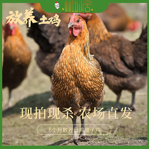 林边小舍散养6个月童子鸡