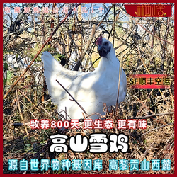 林边小舍牧养2年腾冲雪鸡老母鸡生态放养乌骨鸡土鸡孕妇月子鸡