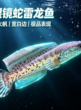 印尼黄金眼镜蛇苗人工繁殖雷龙苗子大帆大尾巴宽白边低帆纹蛇苗