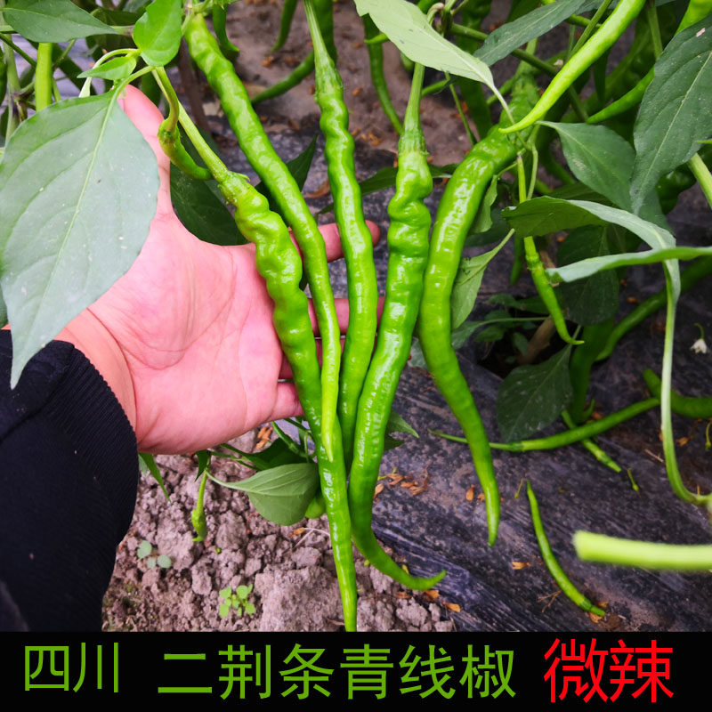 二荆条辣椒新鲜四川青椒新鲜 5斤青线椒农家薄皮二金条微辣包邮