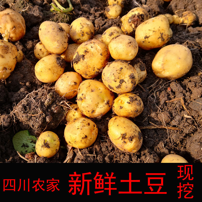 小土豆 新鲜农家自种土豆5斤四川黄心迷你洋芋马铃薯现挖包邮10斤